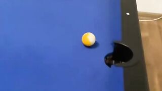 Funny animals part 13