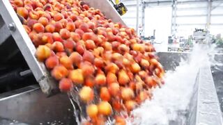 How Millions of Peaches Are Turned Into Juice in America | Inside a Modern Factory