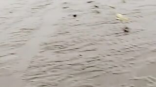 Watch and snatch