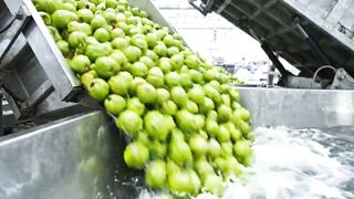 How Millions of Guavas Are Turned Into Fresh Green Juice in America | Factory Process
