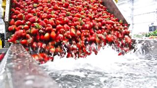 How Millions of Strawberries Are Turned Into Fresh Juice in America | Factory Process