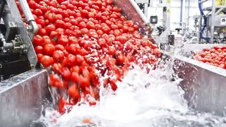 How Millions of Tomatoes Are Turned Into Red Juice in America | Factory Process