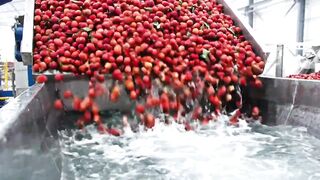 How Millions of Red Lychees Are Turned Into Fresh Juice in America | Factory Process