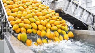How Millions of Mangoes Are Turned Into Fresh Juice in America | Factory Process
