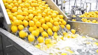 How Millions of Yellow Lemons Are Turned Into Fresh Juice in America | Factory Process