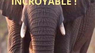 TROP PETITS POUR LE SAUVER ? INCROYABLE ( Conte africain )