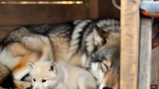 Wolf cute
