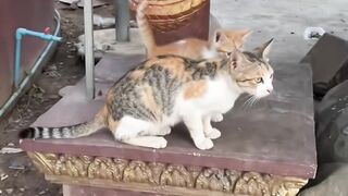 Cute Kitten With Mother Cat.