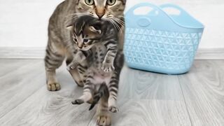 Mom Cat Carries Her Tiny Kitten.