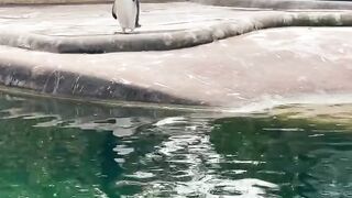 Penguin 6