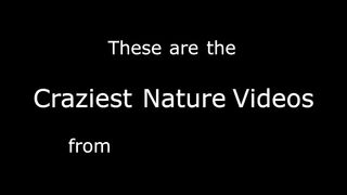 71 of the Strangest Nature Videos Ever