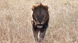 Virale video 2