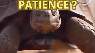 LA TORTUE DEFIT L'ELEPHANT (Conte africain )