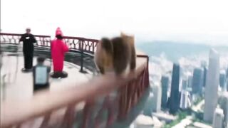 Spidercat