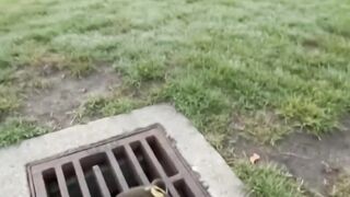 "Was just out for my morning run... found a tiny duckling trapped and separated from its family. 🦆