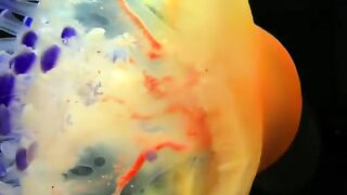 Colorful Jellyfish Swimming Together in Dark Aquarium Close Up 4K Vertical