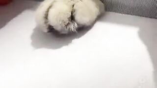 Funny videos