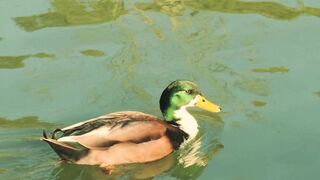 Beautyfull Duck Ranning Video Clip