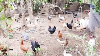 El campo
