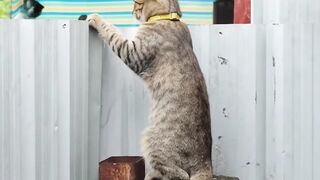 Khunthong Is So Stubborn! Peeking at His Neighbor’s Friend.