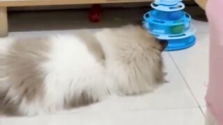 Just a little paw-some fun! 🐾😸 Playing with my favorite toy like nobody’s watching! 💙🐱