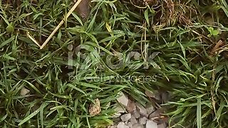 lived grass young green leaves