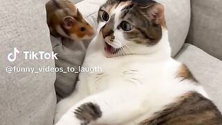Funny videos