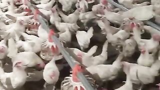 Farm management