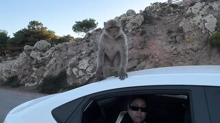 When the monkeys decide it’s time to attack