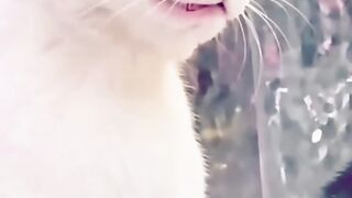 Angry Cat 4