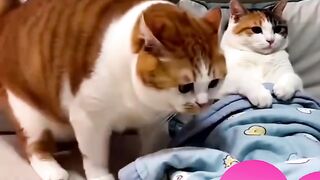 cat vidoe