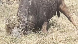 Africa Scavenger