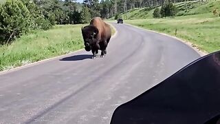 A huge bison walked right up to this motorcycle!