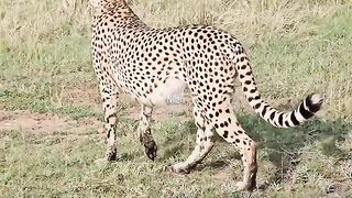 Wild Eye Nilaan