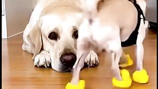The guilty Labrador face ❤️