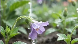 Tiny Flower Garden Rescue 🌷🌧️ | Saving Mini World ASMR