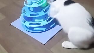 Cat funny 54