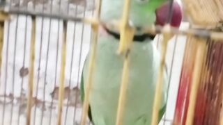 Beautiful parrot for parrots lovers