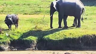 Elephant vs Wild Buffalo 😱 | Unexpected Wildlife Encounter