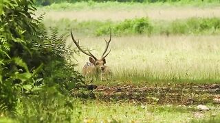 Majestic Spotted Deer in the Wild 🦌 | Beautiful Wildlife Moment