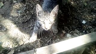 My cats