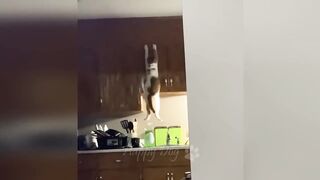 Very Fun|Funniest animals | dogs and cats