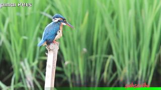 The Beauty and Diversity of Birds