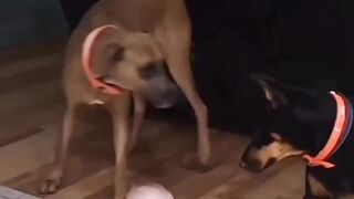 Baba Playing with Dengerous Dogs