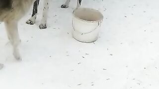 Собачий морды