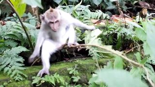 Funny monkey