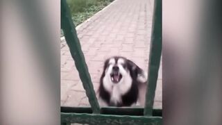 Лучшие-приколы-2022-10-минут-смеха-Подбо_119.
