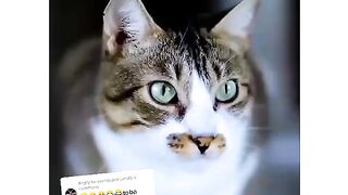 Funny cat