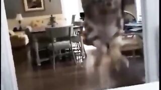 Cats gags