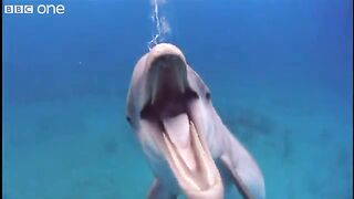 Funny talking animal